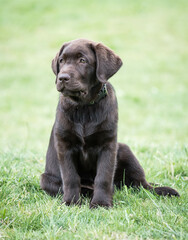 Brown Labrador Puppy