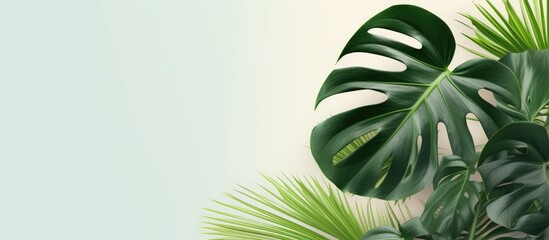 close up of monstera leaves simple background. Creative banner. Copyspace image