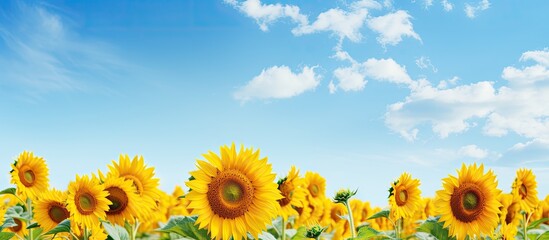 Obraz premium Sunflowers growing on the field on a cloudy summer day. Creative banner. Copyspace image