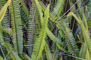 Nephrolepis cordifolia is a fern native to the global tropics, including northeastern Australia and Asia.  fishbone fern, tuberous sword fern, kupukupu, okupukupu or ni'ani'au, Hilo airport © youli zhao