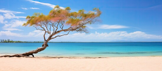 dry tree on the sand near ocean isle of pines new caledonia sand beach view beautiful vacation golden islands amazing nature heaven strange big. Creative banner. Copyspace image