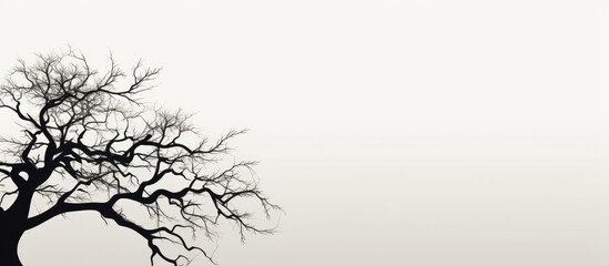 Fototapeta premium tree branch. Creative banner. Copyspace image