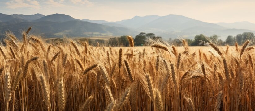 Winter wheat triticum aestivum Euclide on agricultural wheat field background toned. Creative banner. Copyspace image