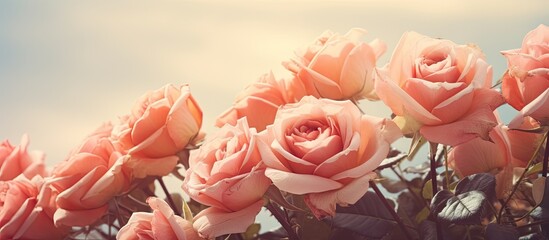 Beautiful bouquet of rose flowers vintage filter. Creative banner. Copyspace image