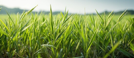 Fototapeta premium weeds are growing in the rice field. Creative banner. Copyspace image