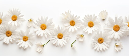 White daisies on a white background Spring holiday composition Background for greeting cards invitations. Creative banner. Copyspace image © HN Works