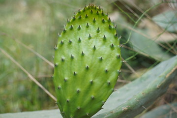 Green pads on a prickly pear cactus.