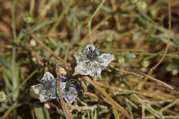 Nigella arvensis - wild plant. Plant blooming in spring.