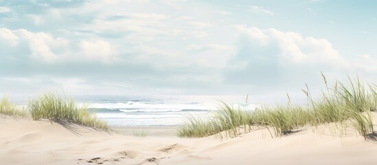 Sand dunes at the beach with green plants. Creative banner. Copyspace image