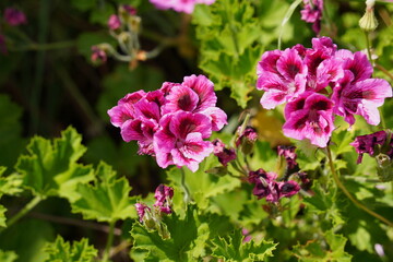 Pelargonium grandiflorum. Pink regal pelargonium, royal flower.
