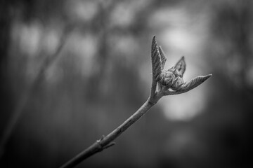 The green spring leaf in forest