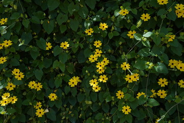 Thunbergia alata, bright yellow hairy flowers and green leaves, close up. 'Black-eyed Susan' vine or Clockvine is a herbaceous perennial climbing and flowering plant in the family Acanthaceae.