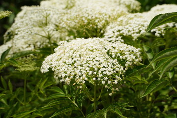 Inflorescences or black elderberry ( lat. Sambucus nigra ) is a deciduous shrub