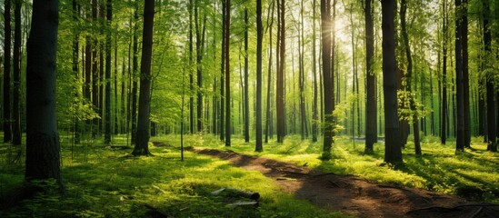 tall straight trees in a sunny forest in the summer. Creative banner. Copyspace image