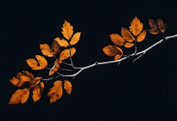 autumn leaves on black background