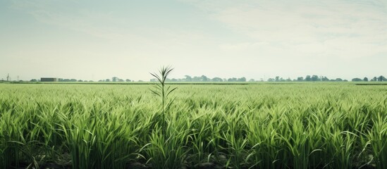 Unwanted plants in rice farm. Creative banner. Copyspace image