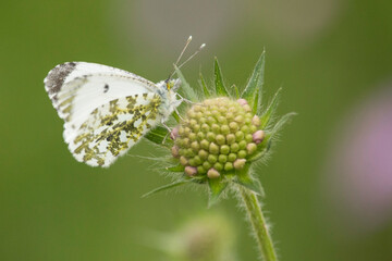 weiblicher Aurorafalter auf einer geschlossenen Blüte