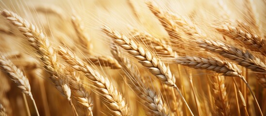 Wheat Triticum aestivum is one of the most important types of grain. Creative banner. Copyspace image