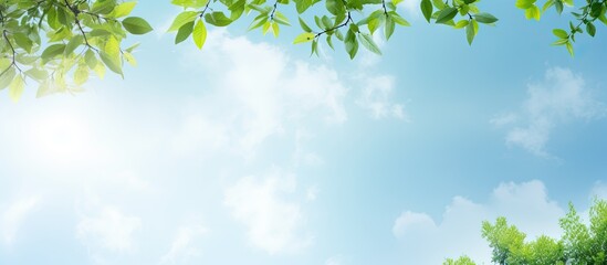 Leaves behind a tree of sky background. Creative banner. Copyspace image