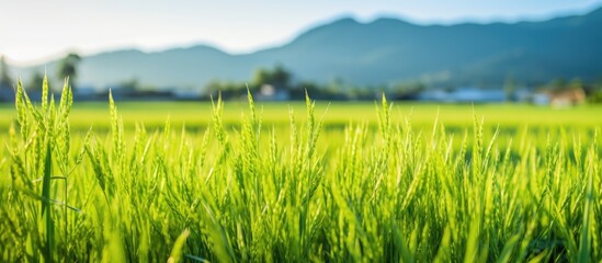 Rice sprouts in the paddy field Chiang Mai Province. Creative banner. Copyspace image