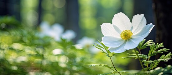 Beautiful white flower in nature Close up. Creative banner. Copyspace image