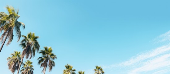 Palm trees on blue sky. Creative banner. Copyspace image