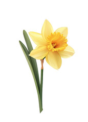 Fototapeta premium A single daffodil with vibrant yellow petals and a trumpet-shaped center, isolated on a white background, perfect for spring or floral themes.