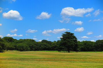 夏の空緑でいっぱいの広場の公園の風景1