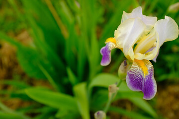 Bloom iris flower on blurred green background for publication, design, poster, calendar, post,...