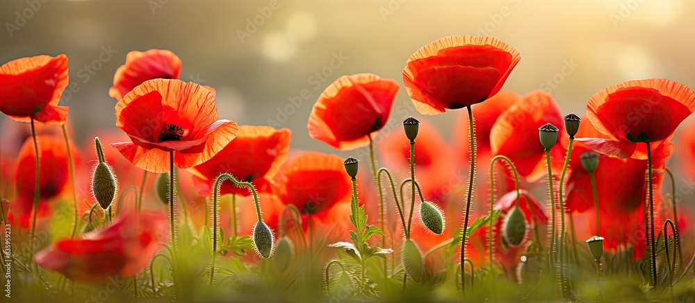 Poster beautiful field red poppies with selective focus photographed on a background of green grass under n