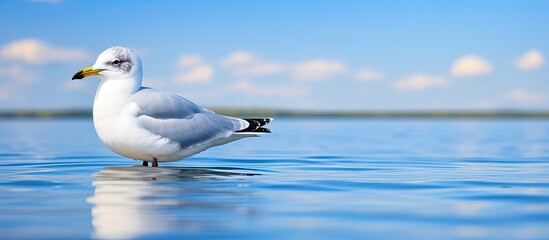 Common gull on water. Creative banner. Copyspace image