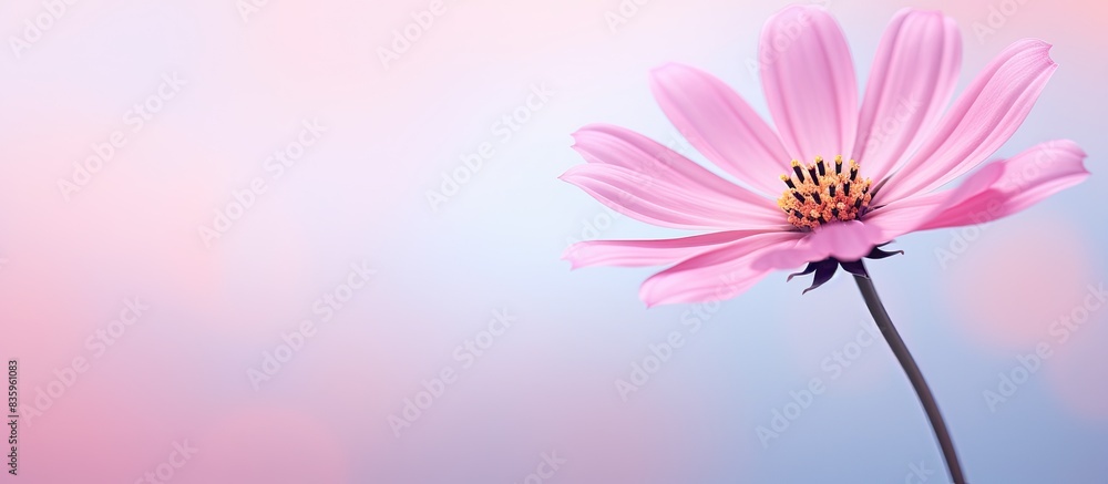 Sticker close up of pink flower. creative banner. copyspace image