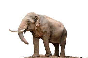 Image of Thai elephants on a white background
