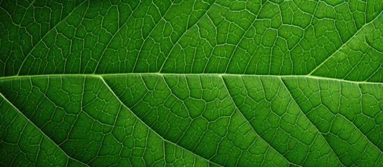 Fototapeta premium Closeup Green Leaf Texture Background. Creative banner. Copyspace image