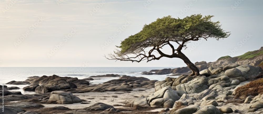 Wall mural rocky beach with lichen covered rocks and a tree. creative banner. copyspace image - Wall murals