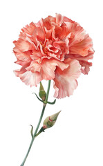 Beautiful close-up of a single pink carnation flower with detailed petals on a white background. Perfect for floral themes and decor.