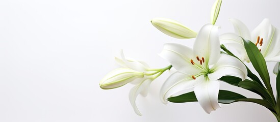 Lilly flower on white background. Creative banner. Copyspace image