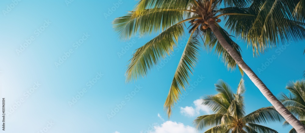 Poster palm trees against the sky on a sunny day. creative banner. copyspace image
