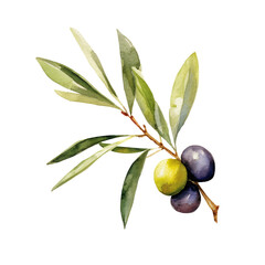 Watercolour Illustration of Olive
