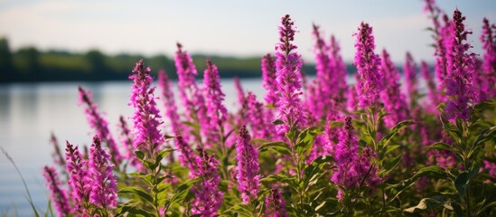 Obraz premium Lythrum salicaria. Creative banner. Copyspace image