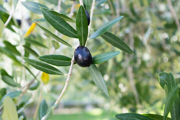 A single ripening olive grows on a branch of an olive tree for publication, design, poster,...