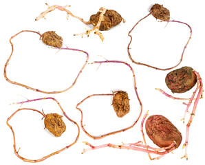 Set of germinated pink potatoes isolated on white background
