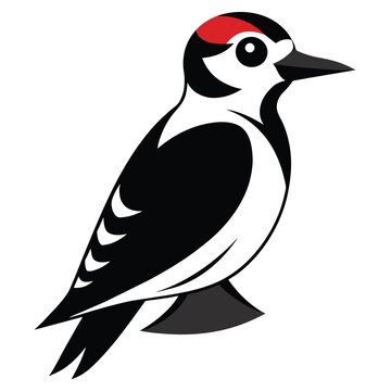 recommend clip art: Solid color Downy Woodpecker animal vector design