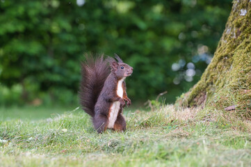 Nahaufnahme eines Eichh&ouml;rnchens