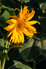 Closeup of beautiful sunflower in the field in the morning.