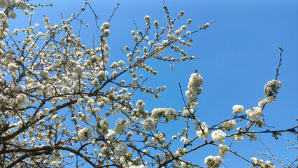 Flowering branches against the sky 