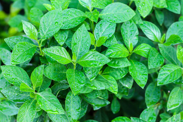 Plant during rain looking fresh and relaxing on green background.