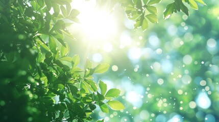 Obraz premium Fresh spring or summer sky background with sunlight filtering through trees. Lush green leaves bathed in warm sunlight.