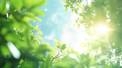 Obraz premium Fresh spring or summer sky background with sunlight filtering through trees. Lush green leaves bathed in warm sunlight.