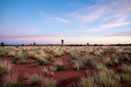 Outback grasses at sunrise with some pink clouds in the sky